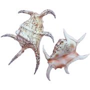 Морская раковина Лямбис 25-30см Shell 007 Чирагра